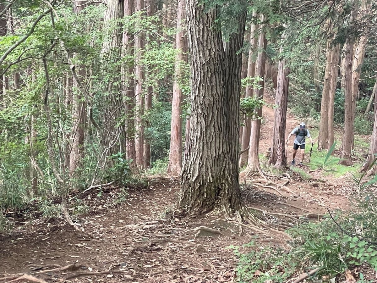 桜峠へ向かう登山道