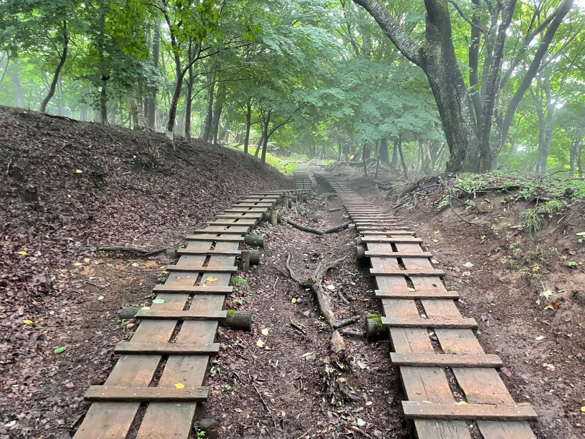 長く続く大倉尾根登山道