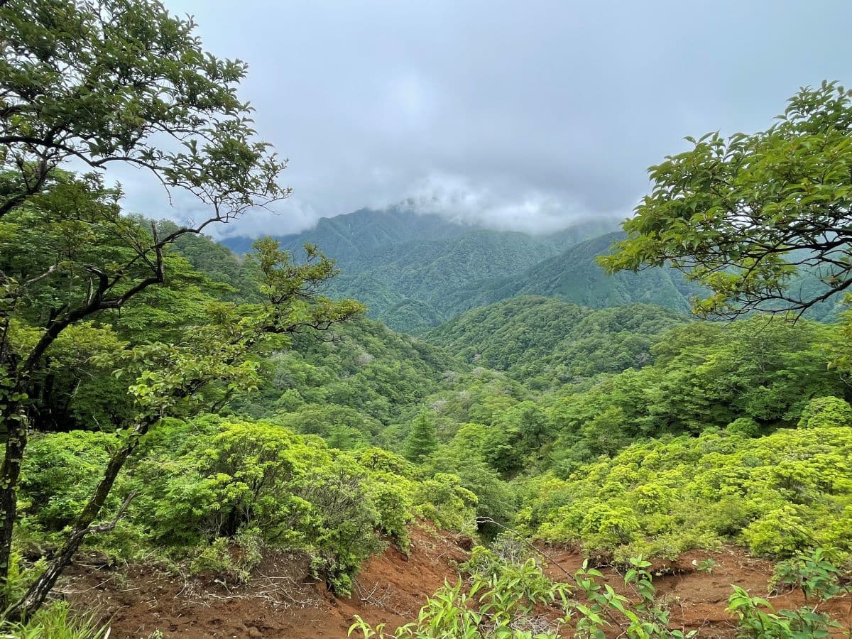 下山（往復）